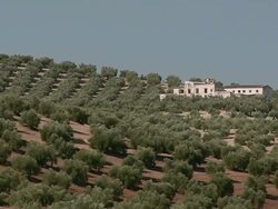 WS View of Olive plantation near Cordoba / Cordoba, Andalusia, Spain Stock Footage