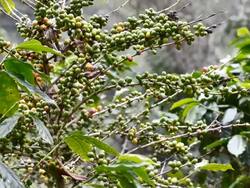 Coffee crop Stock Footage