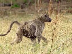 MS TS SLO MO Shot of Olive Baboon (papio anubis) Female carrying Young walking at Okavango Delta forest area / Moremi Reserve, Africa, Botswana Stock Footage