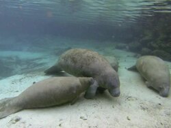 florida manatee suckle Stock Footage