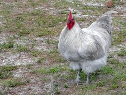 Rooster Crowing Stock Footage