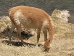 MS Shot of Vicunia, Vicugna grazing near water source in high Andes / San Pedro de Atacama, Norte Grande, Chile Stock Footage