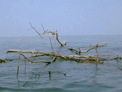 MS Tree drifting in ocean / Papagayo Peninsula, Guanacaste, Costa Rica Stock Footage