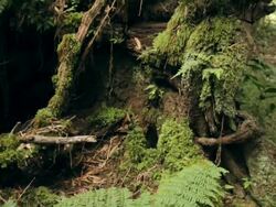 MS TU Shot of ferns and Moss covered fallen tree in rain forest / Koke'e State Park, Kauai, Hawaii, United States Stock Footage