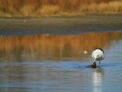 Sea Gull Stock Footage