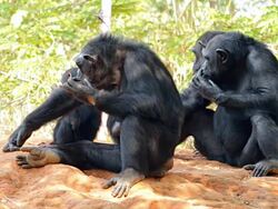 Chimpanzees. Stock Footage