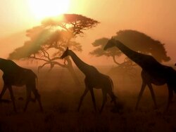 group of african giraffes at sunset Stock Footage