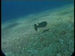 Puffer Fish - underwater, MS track forward, spotty fish swims low over seabed, dappled sunlight Stock Footage
