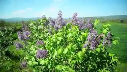 Lilac flower Stock Footage