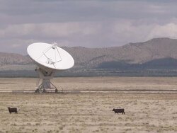 Long Shot static - Cows graze in a field next to a satellite dish / New Mexico, USA Stock Footage