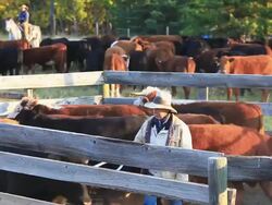 Rancher sorting cattle in holding pens Stock Footage