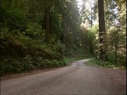 Forest road, sunlight and shadow, Redwoods national park, California, USA Stock Footage