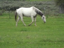 White horse in pasture walking Stock Footage