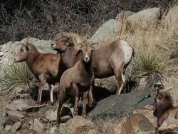 MS Shot of bighorn ram with ewes on hillside / Golden, Colorado, United States Stock Footage