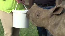 CLEAN : South Africa: Coalition of personalities against poaching News Clip