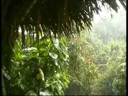 Tropical rain falling in the forest, MS, Panama, Central America Stock Footage