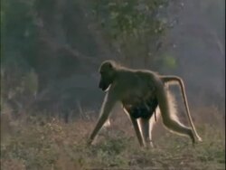 MCU Female baboon feeding young whilst carrying it on belly walking right to left across frame, Mana Pools, Zimbabwe Stock Footage