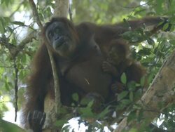 MS Orang utan mother and juvenile in tree / Bukit Lawang, North Sumatra, Indonesia Stock Footage
