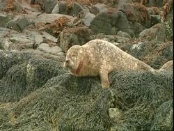 MS Grey seal (Halichoerus grypus) lying on seaweed covered rocks, turns head to camera, Norfolk, UK Stock Footage