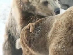 MS TS SLO MO Grizzly bears playing with each other / Livingstone, Montana, United States Stock Footage