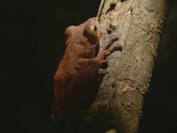 Common tree frog on tree Stock Footage