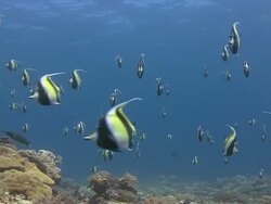 Moorish Idols Stock Footage