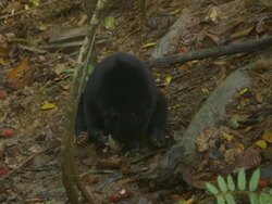 MS Sun bear foraging and climbing on tree stump / Sandakan, Sabah, Malaysia Stock Footage