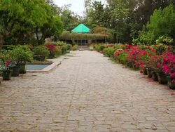MS TU Shot of lodi garden / Delhi, India   Stock Footage