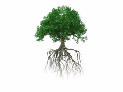 Animation around a colored growing tree with roots Stock Footage