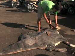 Slaughter Of The Manta Rays Stock Footage