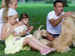 Family with puppies in park Stock Footage