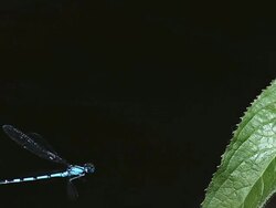 CU SLO MO TS Blue-Tailed Damselfly, ischnura elegant, Dragonfly in Flight and Landing on Leaf / Vieux Pont, Normandy, France Stock Footage