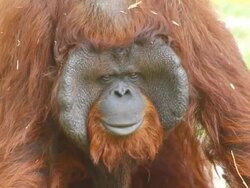 Orangutan face Stock Footage