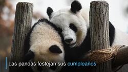 CLEAN : Pandas celebran cumpleanos en Kuala Lumpur News Clip