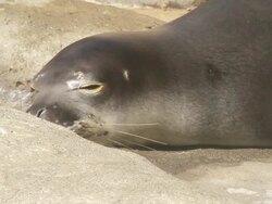 CU TS Shot of seal lies on rock and moving its head / oahu, hawaii, united states Stock Footage