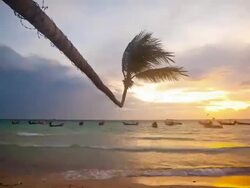 Tropical beach with palm Stock Footage
