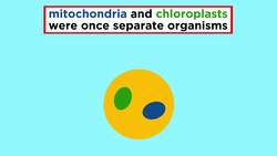 Eukaryotic Cells Part 2: Plant Cells Instructional Video