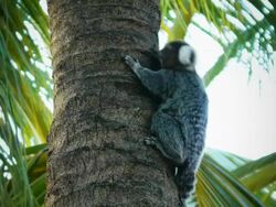 Marmoset Monkey Stock Footage