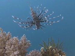Lionfish (Pterois sp.) hunting, Southern Visayas, Philippines Stock Footage