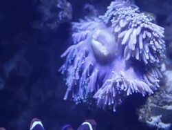 Alseund, the aquarium, Clown fish Stock Footage