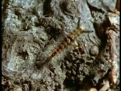 CU Pan right, Vapourer moth crawling across tree trunk, England Stock Footage