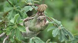Three-toed Sloth feeding on cecropia bud Stock Footage
