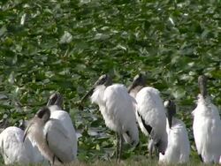 Storks Stock Footage