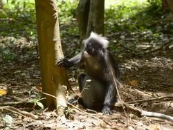 Monkey eating gray bark Stock Footage
