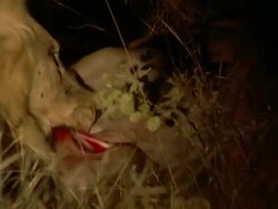 CU ZO Shot of Lions feeding on kill, torchlight shone on them, Entabeni Game Reserve / Limpopo, South Africa Stock Footage