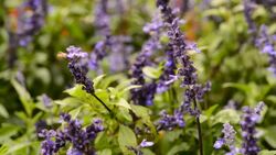 Beautiful lavender top and industrial products such as soaps, skin care cream. Stock Footage