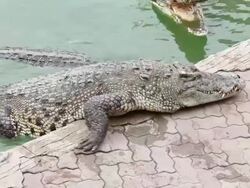 Crocodile Stock Footage