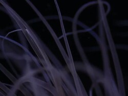 Anemon Stock Footage