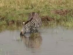 MS TS Burchell zebra drinking water in pond / National Park, Africa, Kenya Stock Footage