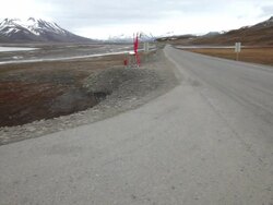 An area of nesting arctic terns at Arctic Bay, not far from Longyearbyen, Spitsbergen; the red sticks are for protection from the attacking birds, which protect their nests during the nesting period; beautiful mountainous scenery in the back Stock Footage